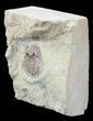 Bargain Kettneraspis Trilobite - Oklahoma #42854-1
